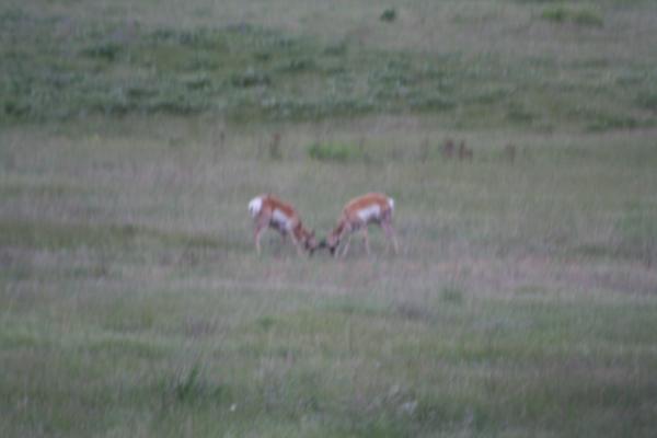 A couple of antelope.