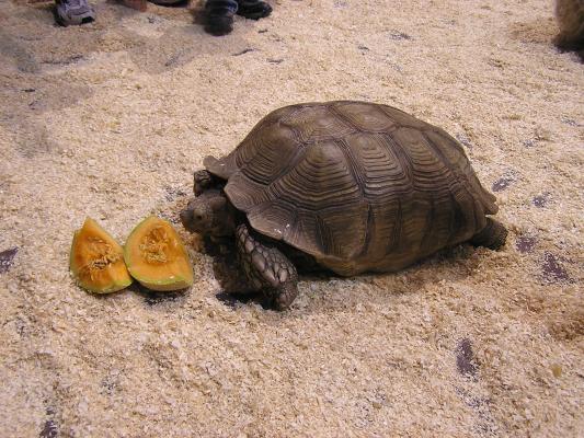 This turtle is eating some cantelope.