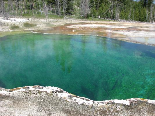 A green pool.