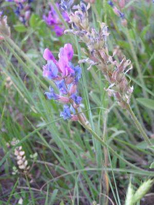 flowers at the Holiday campground