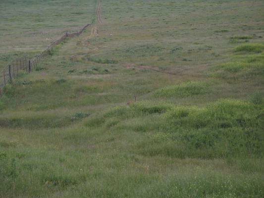 Antelope at the Bison Range.