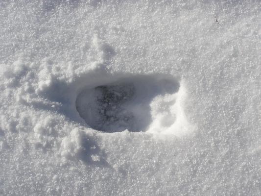 Moose track