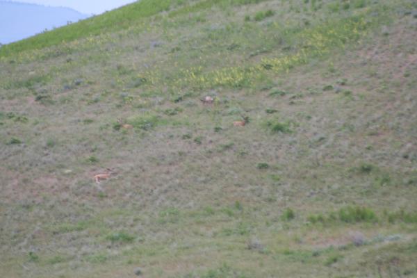 Some more deer.