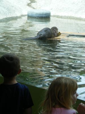 Noah and Sarah watch the otters.
