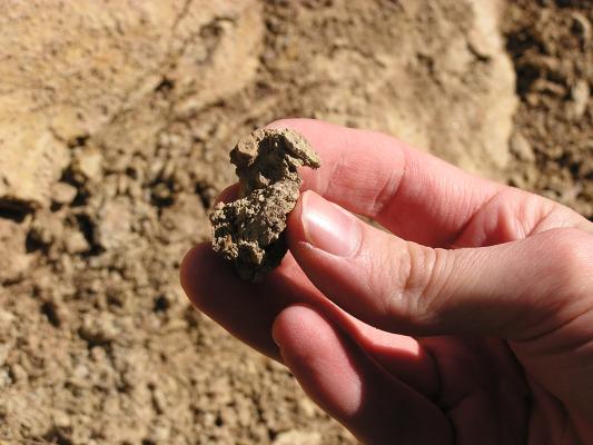 Crinoid fossil