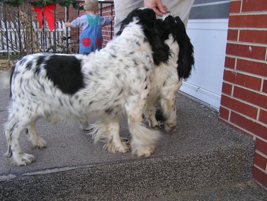 English Cocker Spaniels.