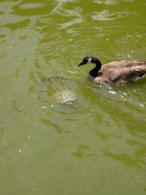 goose and turtle