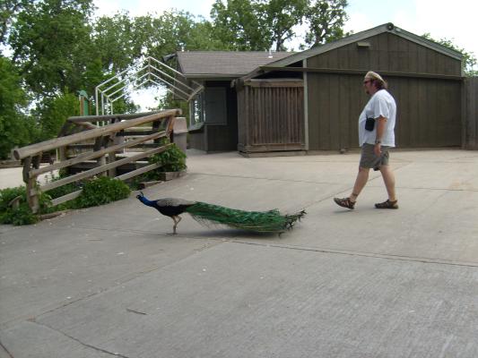 peacock and Benji