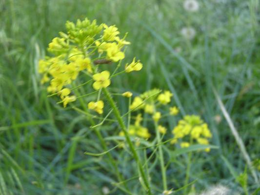 flowers at the Holiday campground