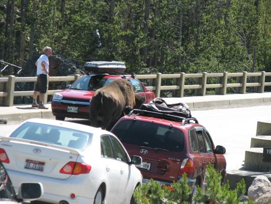 This is how some people try to trap the buffalo on the bridge.
