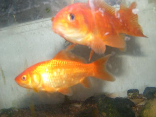goldfish