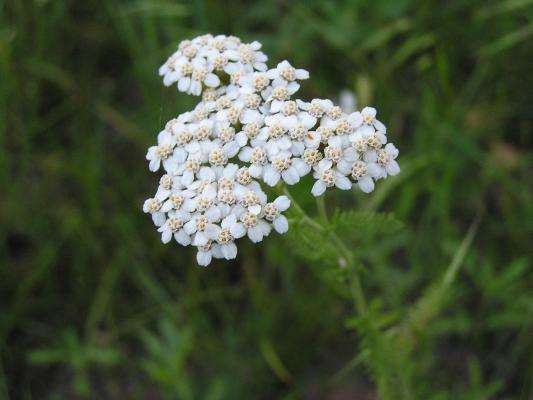 flowers at the Holiday campground