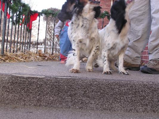 Walt has some English Cocker Spaniels.