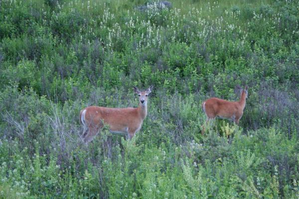 Two deer on the Bison Range near St. Ignatius, MT.