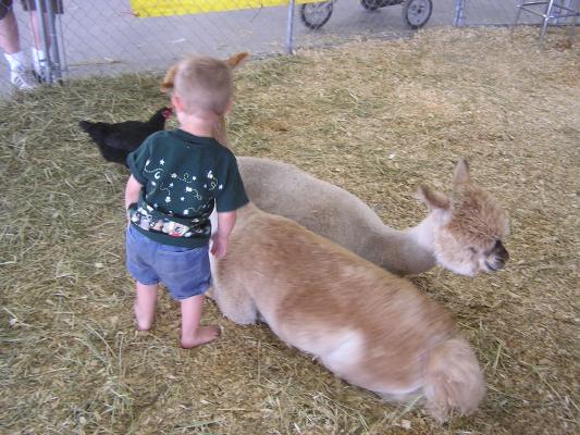 Noah and the alpacas
