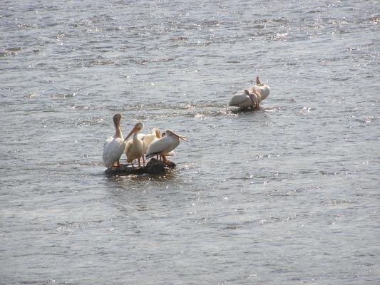 Pelicans on a lake near virginia city