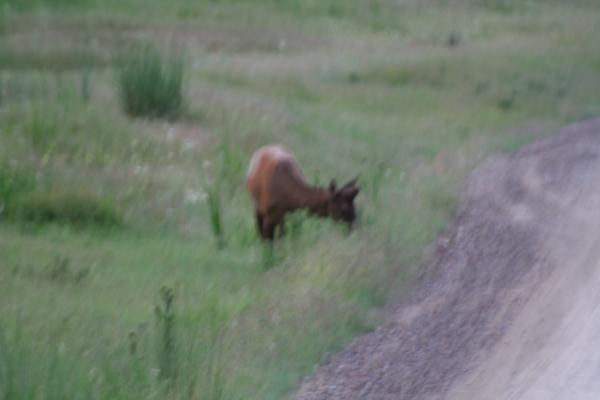 An elk.