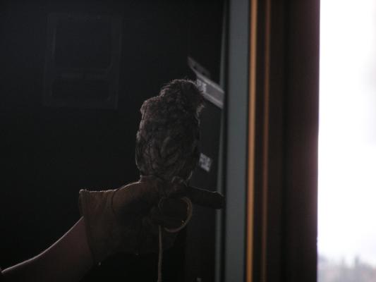 A little screach owl
