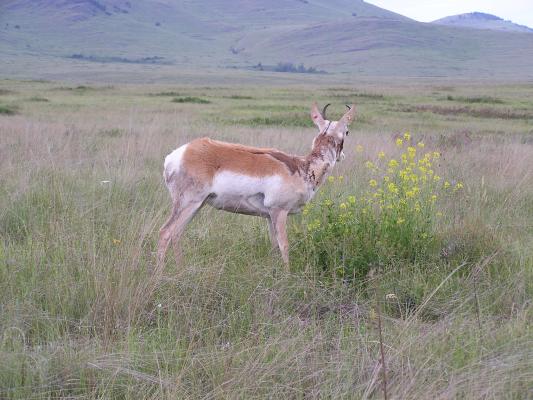Antelope grazing on wild flowers.