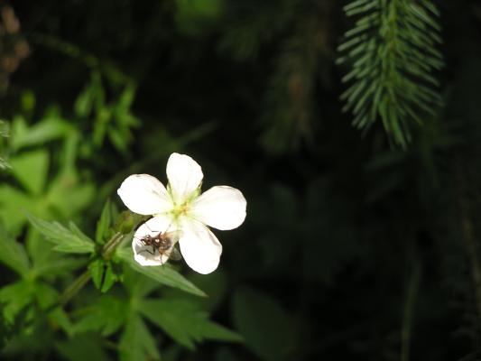 flowers with fly