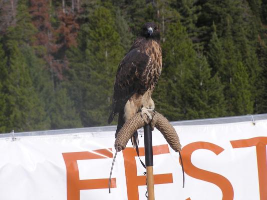 Sammy the redtail hawk