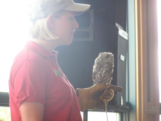 Screach owl  He cean eat somethign as big as a quail