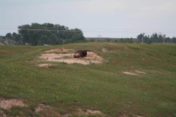 A buffalo.