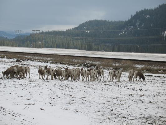 Big horn sheep.