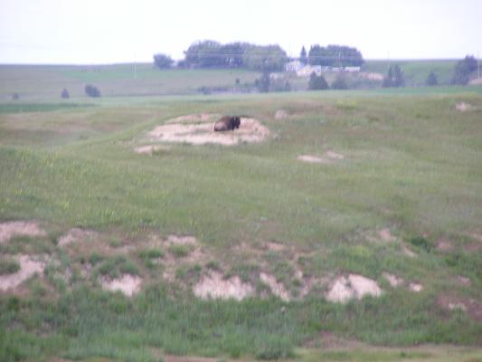 A buffalo at the Bison Range.