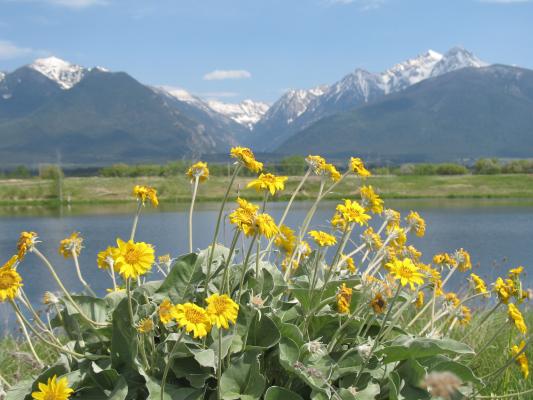 Sunflowers under the Mission Mountains.