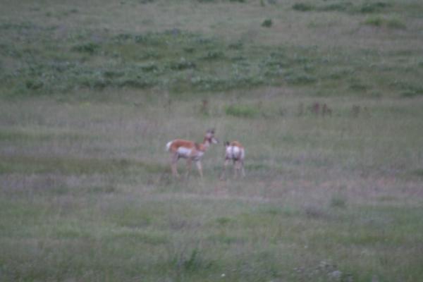 A couple of antelope.