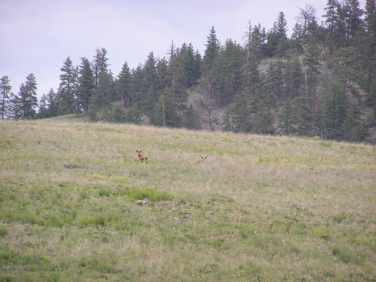 A couple more deer.