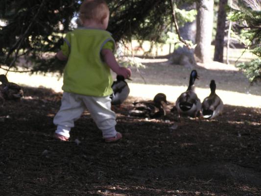 Sarah chases ducks.
