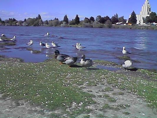 Ducks with the Mormon temple in the background