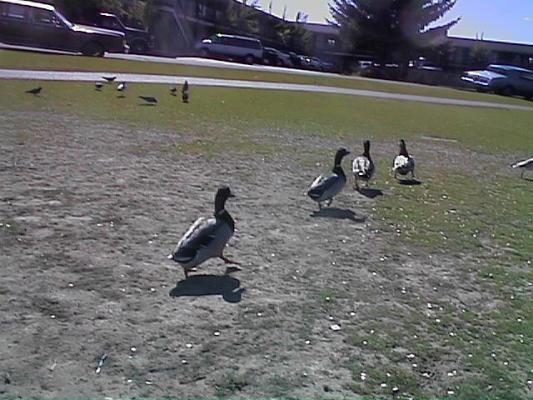Follow the leader