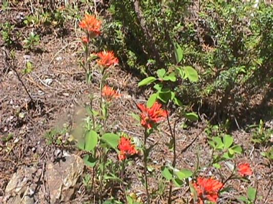 Indian Paint Brush