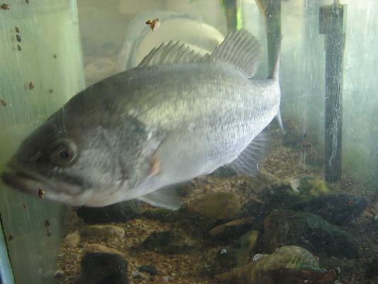 This is our fishy