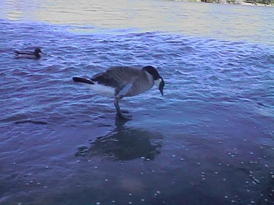 Canadian Goose