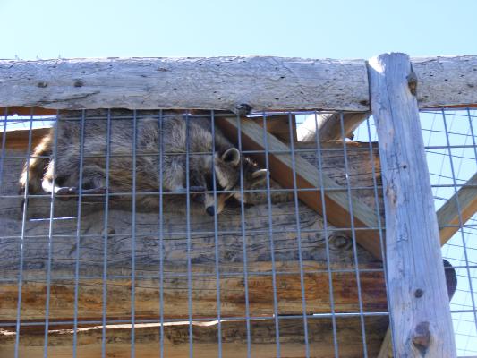 a racoon