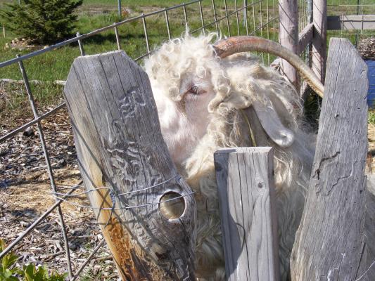 A funny goat