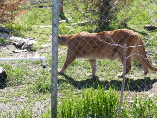 Mountain Lion