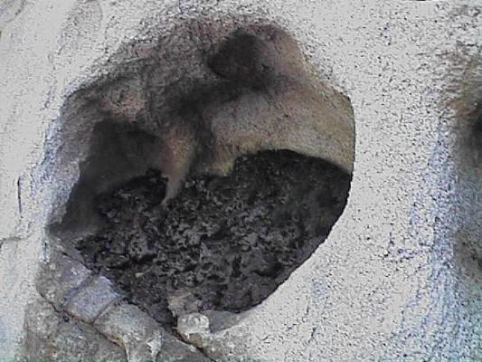 Bat poop