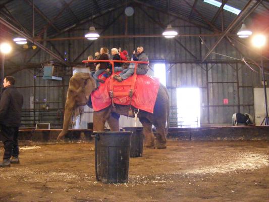 Elephant at the circus