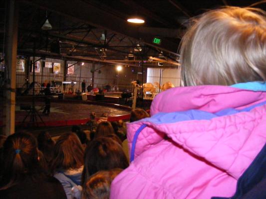 Sarah watches the camels