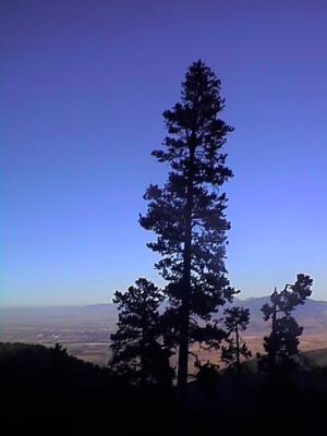 Leverich Canyon tree