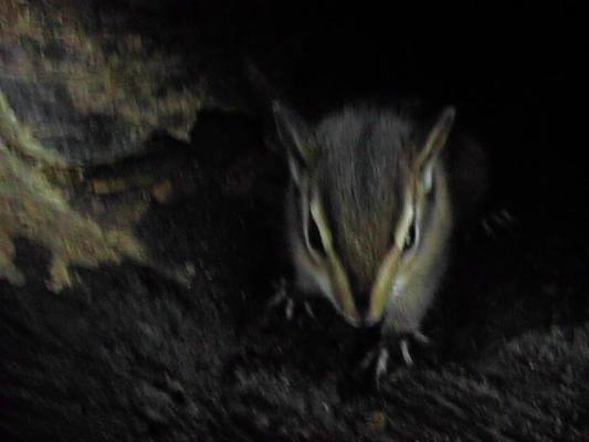 Chipmonk in a log