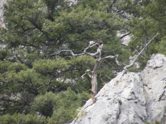 eagle