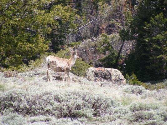 A deer