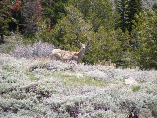 a deer