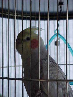Melita's bird